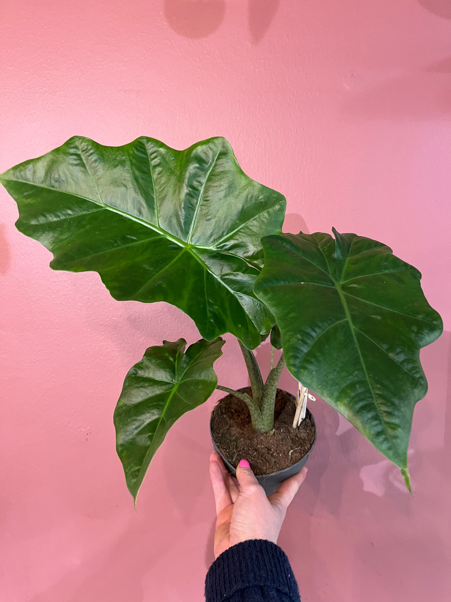 Alocasia Portodora